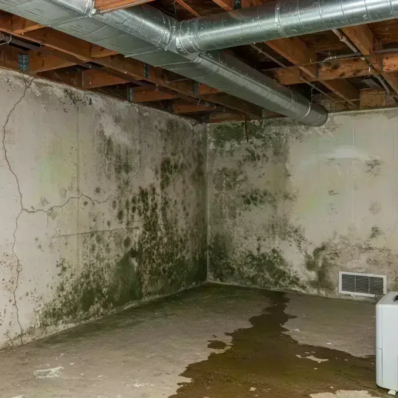 Professional Mold Removal in Mellette County, SD